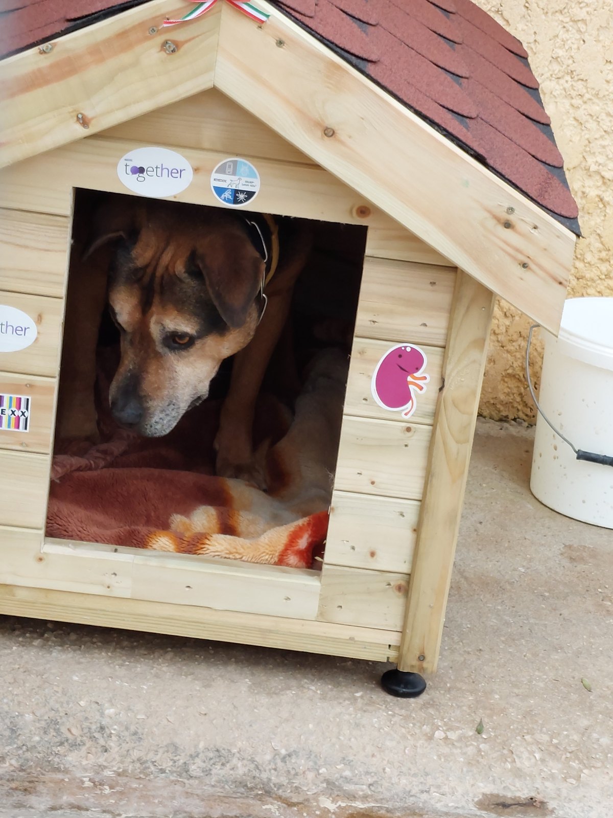 Mission Pawsible — activity photograph 3