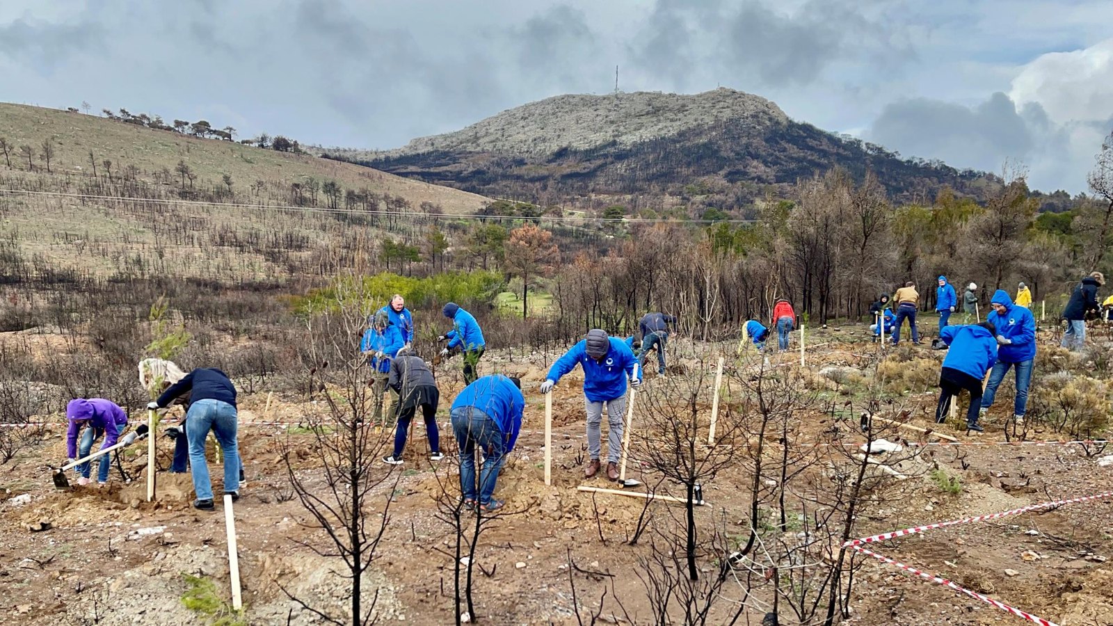 Tree Planting — activity photograph 2